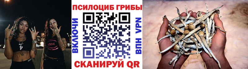 Купить где  Мончегорск  Галлюциногенные грибы Psilocybe 